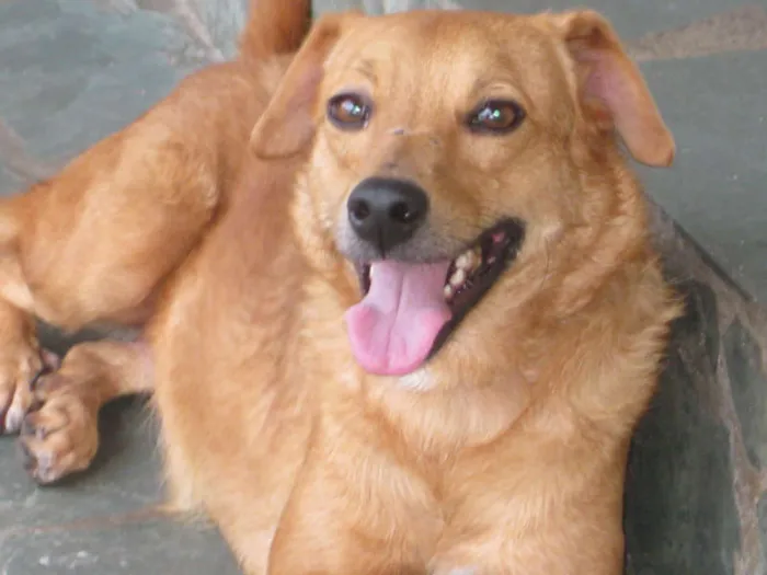 Cachorro raça SRD idade 3 anos nome PRINCESA