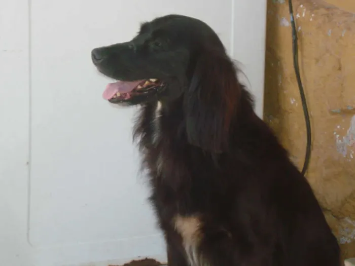 Cachorro raça COCKER MESTIÇO idade 4 anos nome NEGÃO