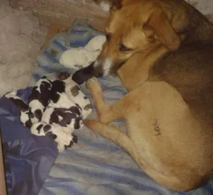 Cachorro raça sem raça idade Abaixo de 2 meses nome sem nome