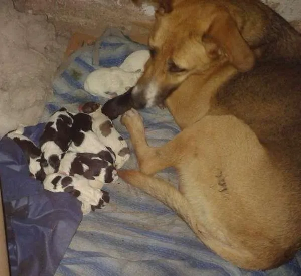 Cachorro ra a sem raça idade Abaixo de 2 meses nome sem nome