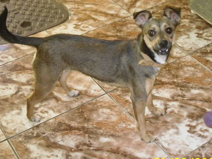 Cachorro ra a mestiça idade  nome Kiara
