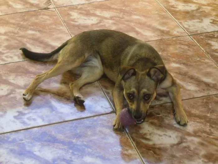 Cachorro ra a mestiça idade  nome Kiara