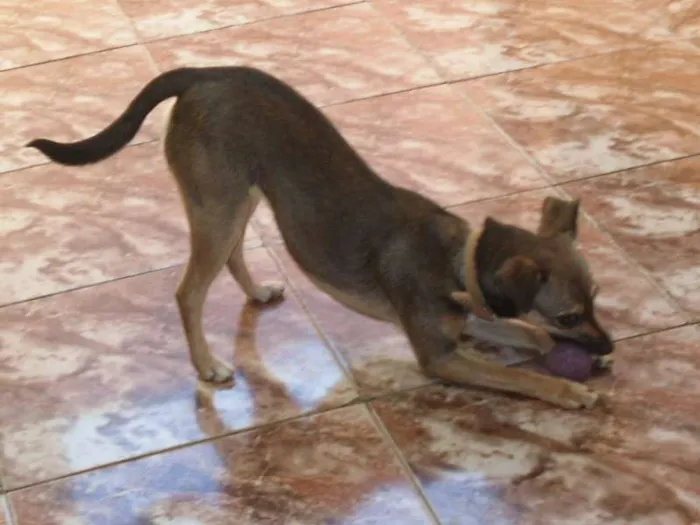 Cachorro ra a mestiça idade  nome Kiara