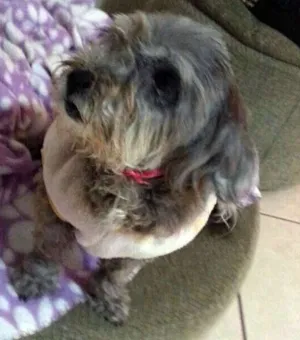 Cachorro raça ShnauzerMIX idade  nome Miucha