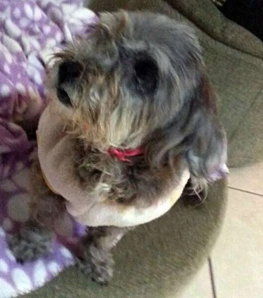 Cachorro ra a ShnauzerMIX idade nome Miucha