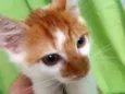 Foguinho