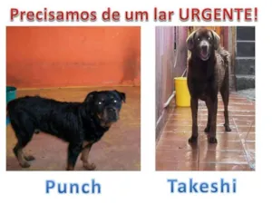 Cachorro raça Rottweiler e SRD idade 6 ou mais anos nome Punch e Takeshi