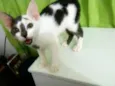 Pipoca