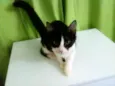Docinho