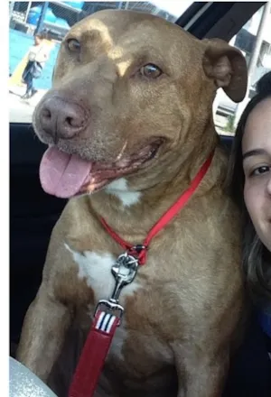 Cachorro raça Pit bull idade 4 anos nome Rocky Balboa