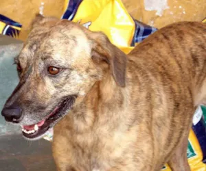 Cachorro raça SRD idade 3 anos nome NINA