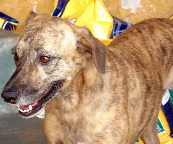 Cachorro raça SRD idade 3 anos nome NINA