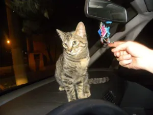 Gato raça SRD idade 2 a 6 meses nome Marrie