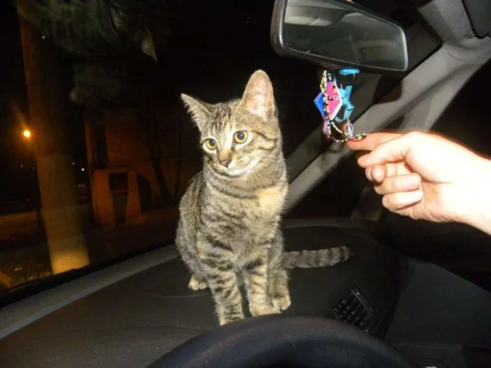 Gato ra a SRD idade 2 a 6 meses nome Marrie