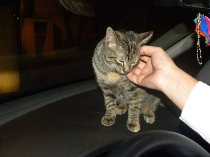 Gato ra a SRD idade 2 a 6 meses nome Marrie