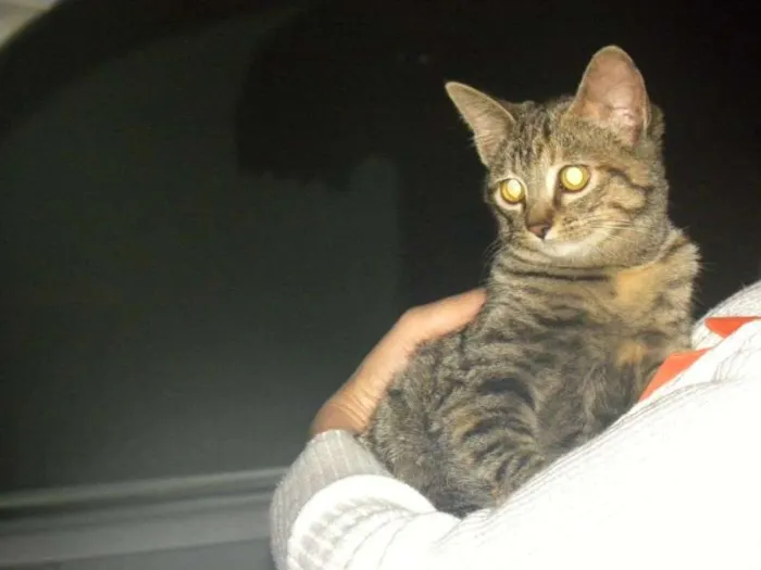 Gato ra a SRD idade 2 a 6 meses nome Marrie