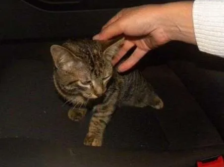 Gato ra a SRD idade 2 a 6 meses nome Marrie