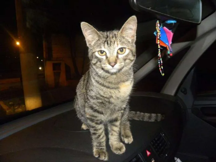 Gato ra a SRD idade 2 a 6 meses nome Marrie