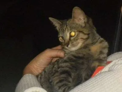 Gato ra a SRD idade 2 a 6 meses nome Marrie