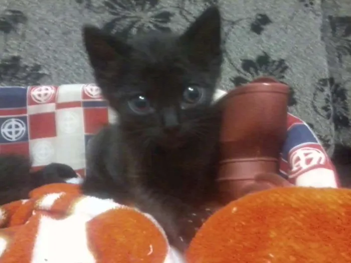 Gato ra a srd idade Abaixo de 2 meses nome mike