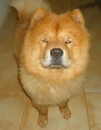 Cachorro ra a Show Show idade 3 anos nome Não Sabemos