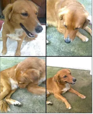 Cachorro raça MESTIÇO DE GOLDEN idade 2 anos nome ROMEU