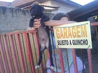 Cachorro ra a misturadinhos idade  nome vc escolhe
