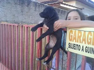 Cachorro ra a misturadinhos idade  nome vc escolhe