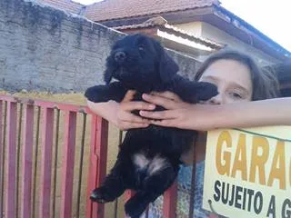 Cachorro ra a misturadinhos idade  nome vc escolhe