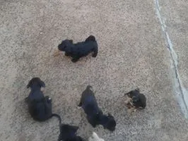Cachorro raça misturadinhos idade  nome vc escolhe
