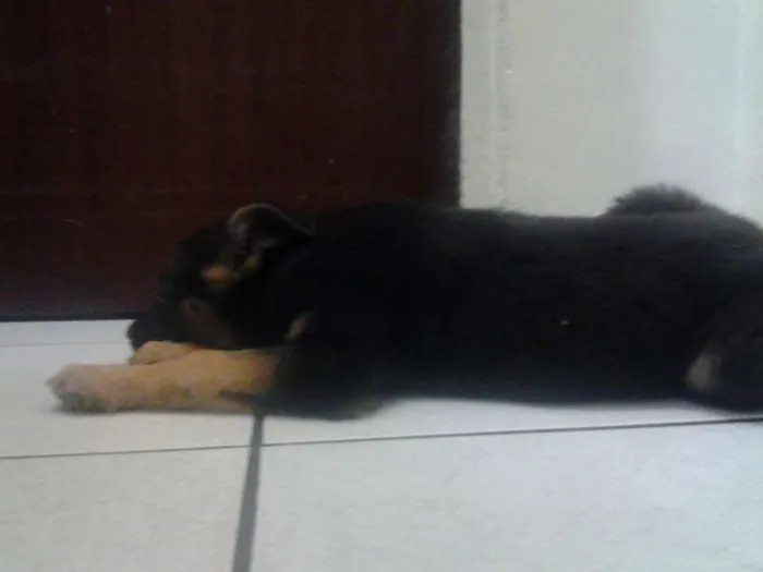 Cachorro ra a SRD idade 2 a 6 meses nome pitucha