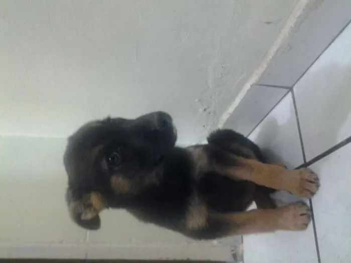 Cachorro ra a SRD idade 2 a 6 meses nome pitucha
