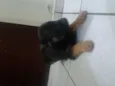 pitucha