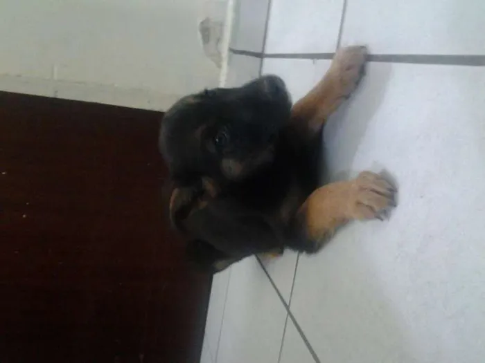 Cachorro ra a SRD idade 2 a 6 meses nome pitucha