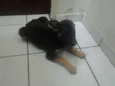 pitucha