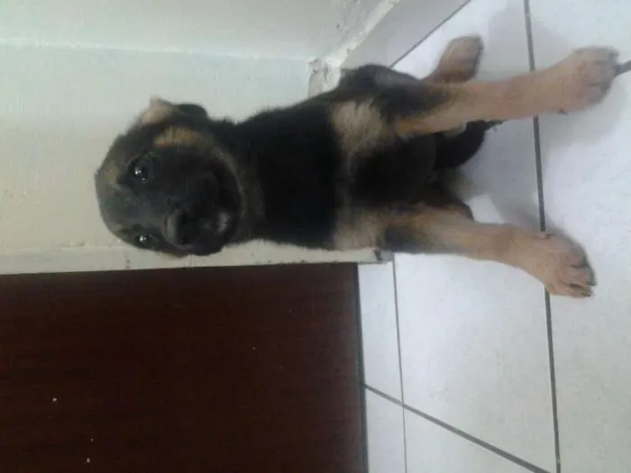 Cachorro ra a SRD idade 2 a 6 meses nome pitucha