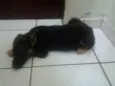 pitucha