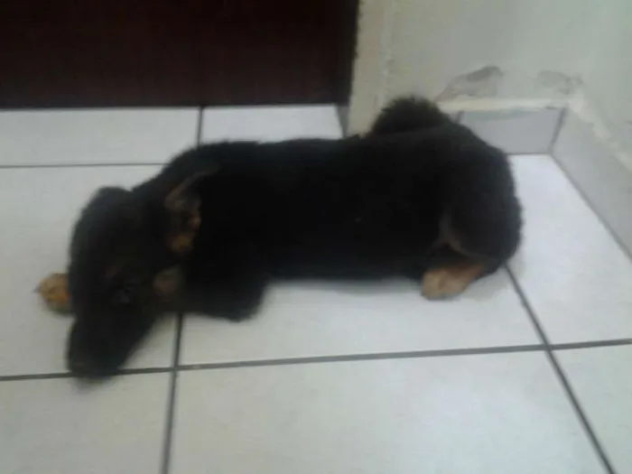 Cachorro ra a SRD idade 2 a 6 meses nome pitucha