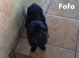 Cachorro ra a Poodle idade 3 anos nome Fofo