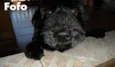 Fofo