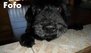 Cachorro raça Poodle idade 3 anos nome Fofo