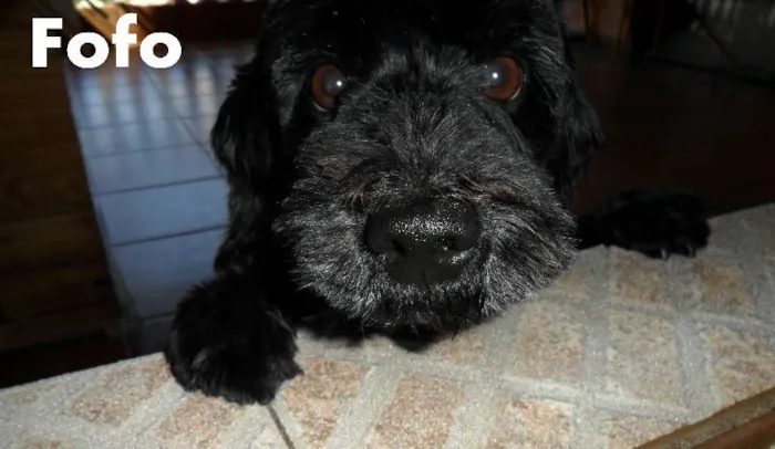 Cachorro ra a Poodle idade 3 anos nome Fofo