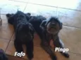 Fofo