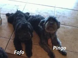 Cachorro ra a Poodle idade 3 anos nome Fofo