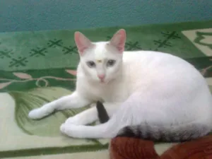 Gato raça nao sei idade 7 a 11 meses nome Branca De Neve