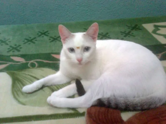 Gato ra a nao sei idade 7 a 11 meses nome Branca De Neve