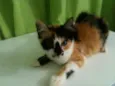 Princesa