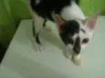 Pipoca