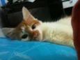 Foguinho