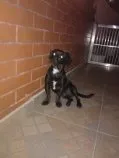Cachorro raça SRD idade 7 a 11 meses nome Thor